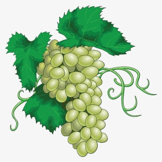 Vector Grapes #10112721