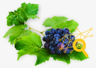 Da Colheita À Sua Mesa - Seedless Fruit #10112800 Da Colheita À Sua Mesa - Seedless Fruit #10112800