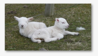 Pregnant Women Should Especially Avoid Close Contact #10114775