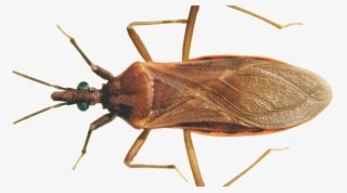 Brown Bug Png Clipart Background - Chaga Insect #10116366