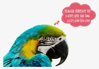 Parrots For Sale - Zoomed In Pictures Of A Parrot #10117617