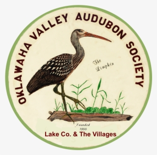 Oklawaha Valley Audubon Society - Limpkin #10119404