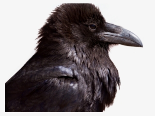 Crow Png Transparent Images - Transparent Png Of Crow #10119505