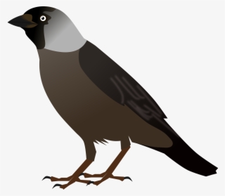 Crow Bird Cliparts - Jackdaw Clipart #10119584