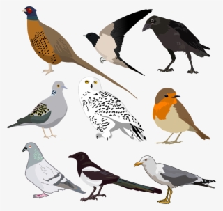 Printable Bird Stickers #10119647