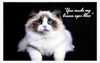 Gato Ragdoll #10120965