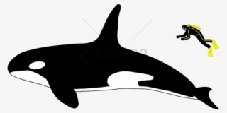 Free Png Killer Whale Size Compared To Human Png Image - Killer Whale Size Vs Human #10124866