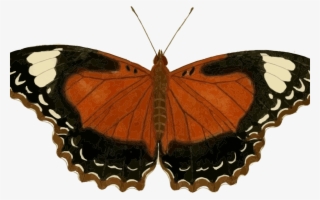 Monarch Butterfly Insect Animal Download Free Commercial - Animal Imagenes De Insectos #10124938