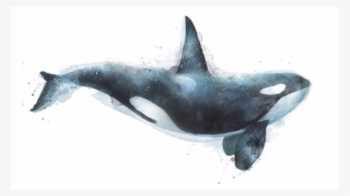 Resources - Killer Whale Art #10124958