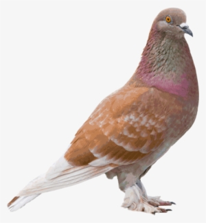 Tipos De Paloma Cafe #1020418