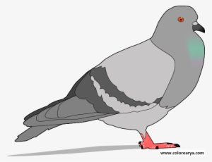 Colorear Paloma - Cartoon Pigeon Greeting Cards #1020471