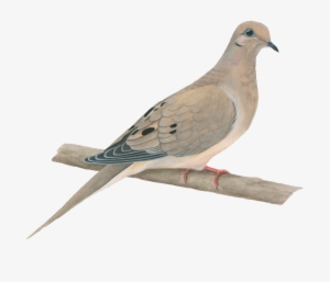 Paloma Huilota - Transparent Background Mourning Dove Clipart #1020508
