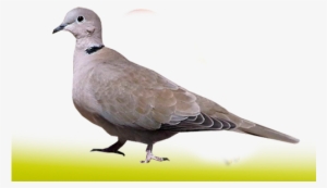 Palomas Y Tortolas - Aves Palomas Tortola #1020677