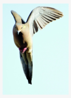 Las Palomas Son Inteligentes, Señala Estudio - Seabird #1021138