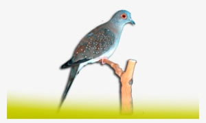 Bird #1021309