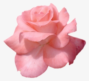 Pink Flower Tumblr Png #1021335