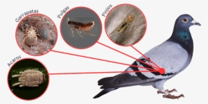 Además De Las Múltiples Enfermedades Trasmitidas Por - Insects In Secondary Succession #1021357