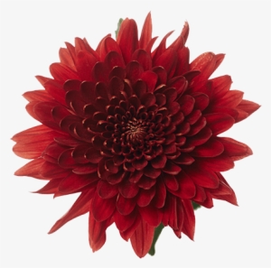 Red Magna - Dahlia #1021482