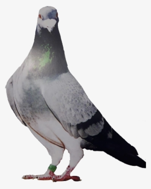 Sociedad - Training #1021551