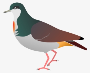 Sulu Bleeding Heart Pigeon #1021575