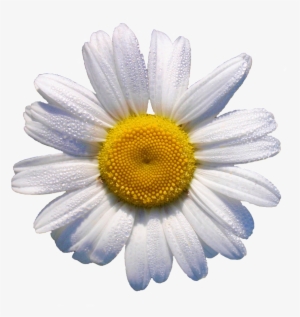 White Daisy // This Would Look Grrr88 In A Flower Crown - Daisy Transparent #1023057