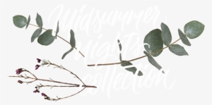 Midsummer Aufmacher Transparent-small - Portable Network Graphics #1023182