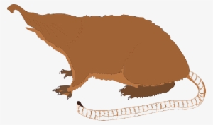 Mb Image/png - Mole Animal Tail #1024335