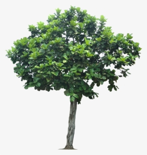 Jungle Tree Transparent Png - Png Image Apple Tree #1024668