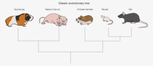 Naked And Unafraid - Rodent #1025061