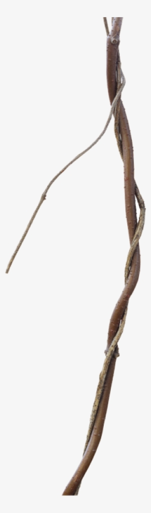 Jungle Facts - Jungle #1025085