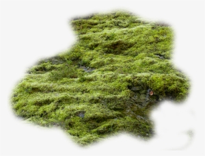 Moss Vector Algae Clip Art Transparent Download - Stock Photography #1026028