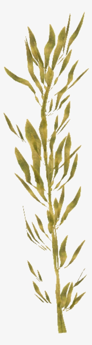 Coastal Algae - Hierochloe #1026049