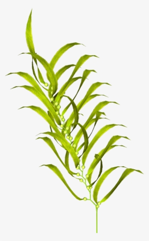 Moss Vector Algae Jpg Royalty Free Library - Sea Aquatic Plant Png #1026073