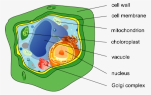 Vacuole On A Plant Cell #1026242