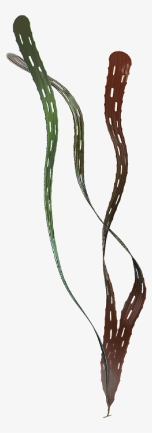 Margaretia Dorus Reconstruction - Burgess Shale #1026545