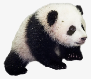 Baby Panda Png #1027072