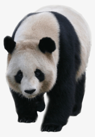 Animals - Pandas - Panda Transparent Background #1027124