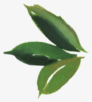 Watercolor Leaf Material - Watercolor Painting #1027145