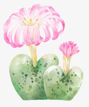 Hand Painted Rare Varieties Cactus Png Transparent - Cactus #1028127