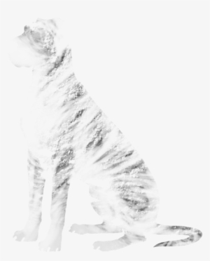Scarce Brindle - Borzoi #1028291 Scarce Brindle - Borzoi #1028291