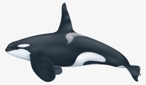 Scarce Picture Of A Killer Whale Orca - Does A Killer Whale Look Like #1028485