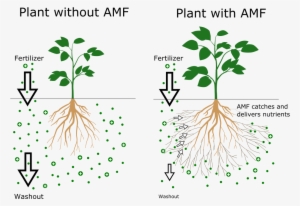 This Symbiosis Is Nature´s Solution For Scarce Nutrients - Tree #1028564