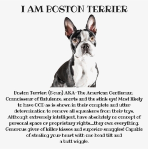 Boston Terrier #1030661