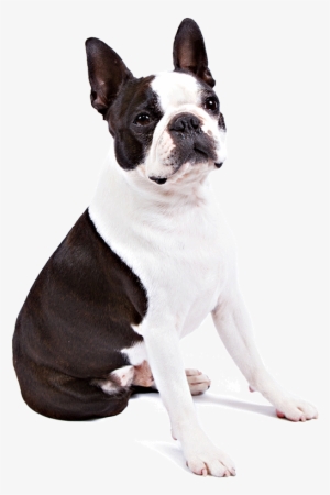 Boston Terrier Dog Breed Information - Juguete Perro Cuerda #1030708