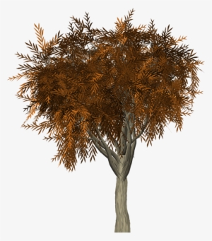 Autumn Birches - Wallpaper Fascinating - Alberi Autunnali Png #1030731