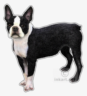 Boston Terrier Decal - Boston Terrier Note Cards (pk Of 20) #1030964