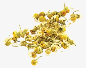 Picture Library Library Png Woman S Moon Cycle Library - Chamomile #1030980