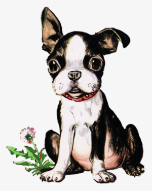 Vintage Boston Terrier Puppy - Playful Little Dog #1031003