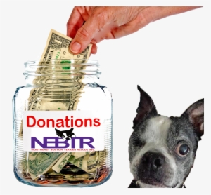 Donation To Nebtr • Northeast Boston Terrier Rescue - One Dollar Bill #1031022