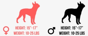 Both Male And Female Boston Terriers Are 15 To 17 Inches - Religion Is Like A Penis #1031084
